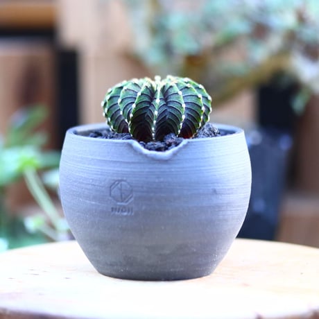 ギムノカリキウム   フィードリッフィーLB2178／Gymnocalycium friedrichii    no.121207