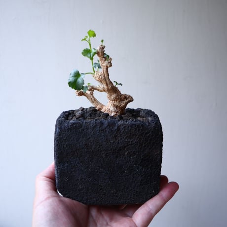 コラロカルプス    グロメルリフロルス  Corallocarpus glomeruliflorus   no.42130