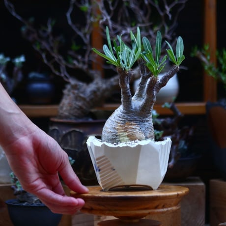 パキポディウム  グラキリス／Pachypodium  gracilius       no.92634