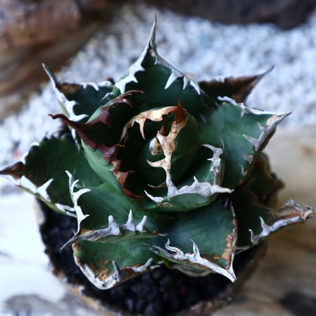 アガベ   チタノタ   FO-76   Agave titanota  "FO-76"  no.51902
