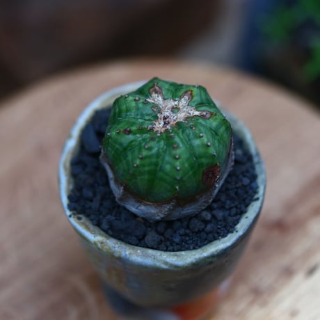 ユーフォルビア  オベサ hyb. ／Euphorbia obesa  hyb.    no.102422
