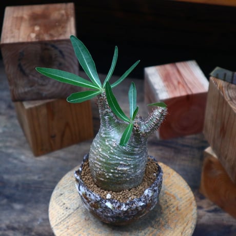 パキポディウム  グラキリス／Pachypodium  gracilius   no.80763