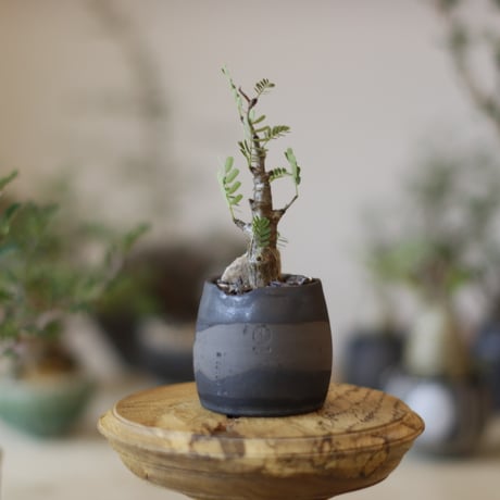 センナメリディオナリス | STORES