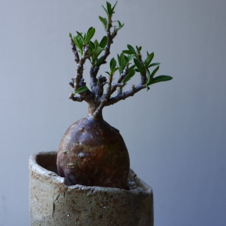 パキポディウム ビスピノーサム    Pachypodium bispinosum   no.51933