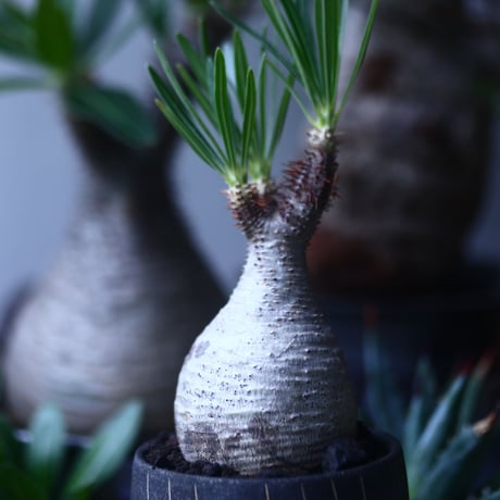 パキポディウム グラキリス   Pachypodium rosulatum var. gracilius no.61422