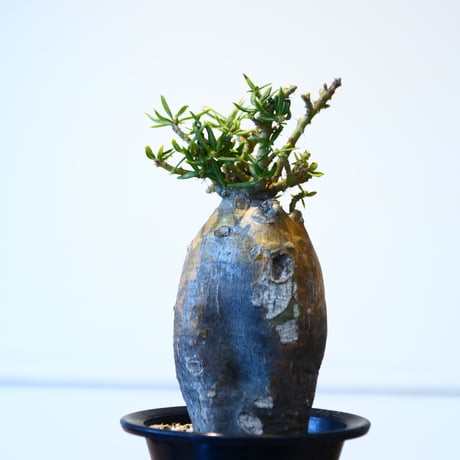 パキポディウム ビスピノーサム / Pachypodium bispinosum    no.51430