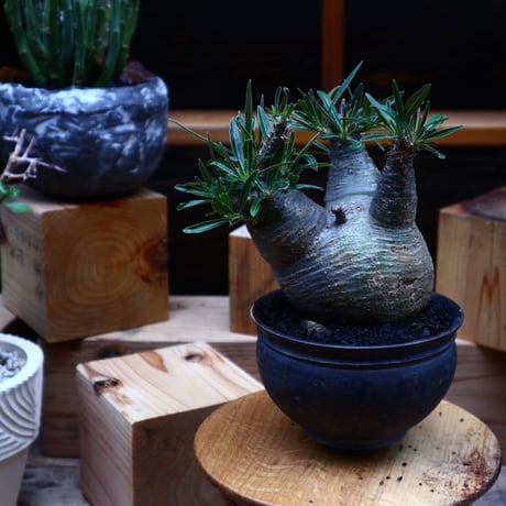 パキポディウム  グラキリス／Pachypodium  gracilius       no.52327