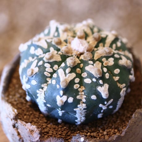 アストロフィツム〝スーパー兜″ アロータイプ / Astrophytum asterias Arrow type 'Super Kabuto'   no.50742