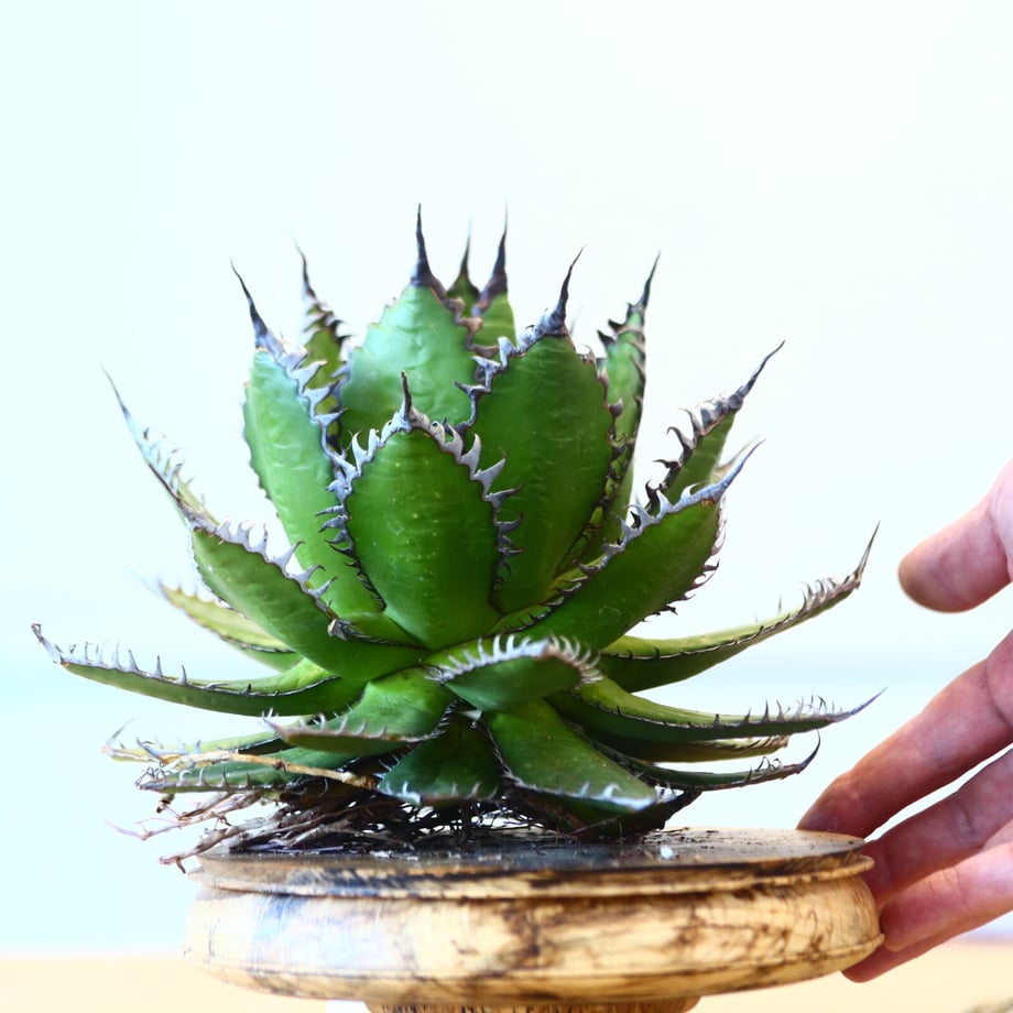 652a3e9585c3370030a11615