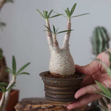 Pachypodium gracilius × たけろうポット    no.51221