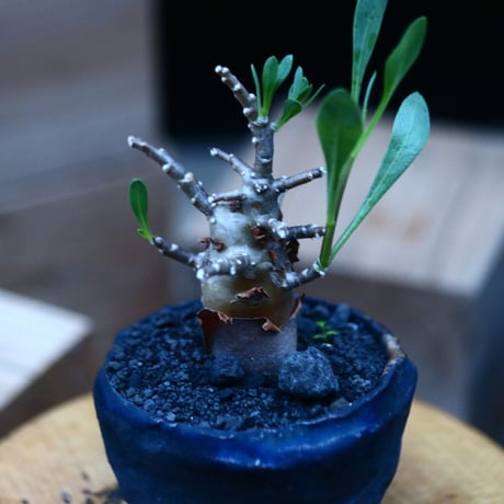 オトンナ  アルボレッセンス／Othonna arborescens  no.100341