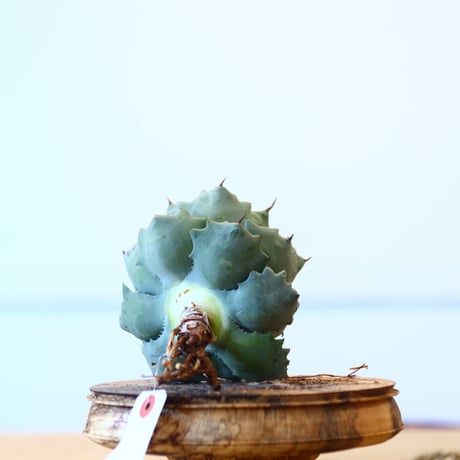 Agave Isthmensis / Style of Chika   no.1015/89