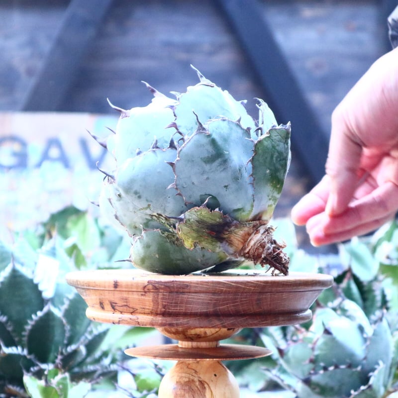 アガベ チタノタ ブラック＆ブルー Agave titanota black&bule