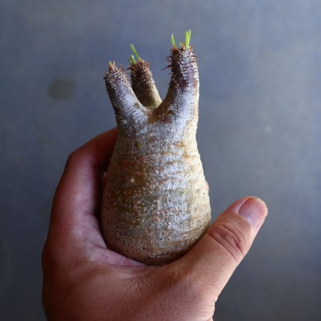 パキポディウム グラキリス 抜苗  Pachypodium rosulatum var. gracilius no.100630