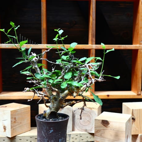 コミフォラ  ワイティ／Commiphora wightii   no.80845