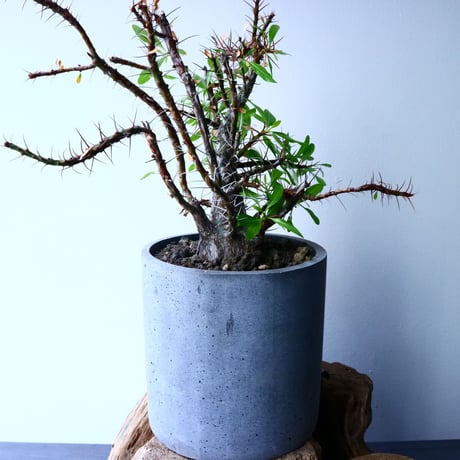 フォークイエリア   プルプシー   ×  ファシクラータ   Fouquieria purpusii   ×   fasciculata No.045