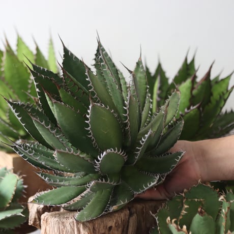 U.S. horrida -By the way (Agave horrida) / Style of Chika　no.1206-48