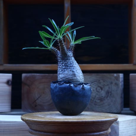 パキポディウム  グラキリス／Pachypodium  gracilius       no.62047