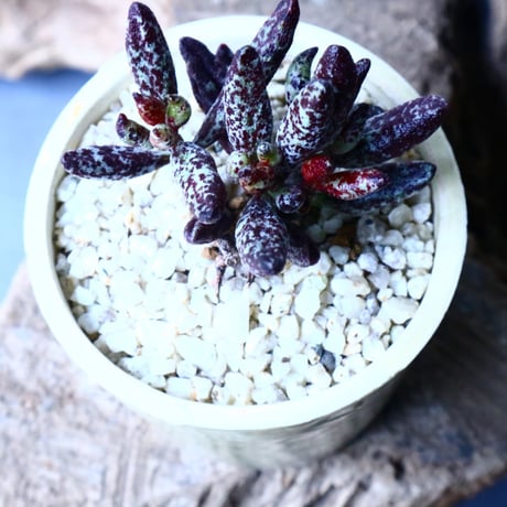 アドロミクス  フィリカウリス レッドフォーム   Adromischus filicaulis No.040