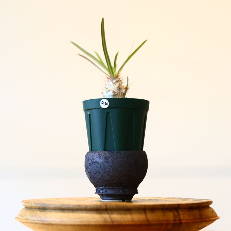 植え替えセット】たけろうポット× パキポディウム グラキリス no.430