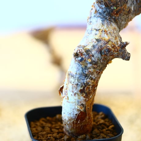 コミフォラ モンストローサ / Commiphora monstrosa   no.62505