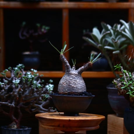 パキポディウム  グラキリス／Pachypodium  gracilius       no.91915