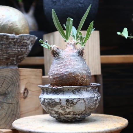 パキポディウム  グラキリス／Pachypodium  gracilius     no.82801