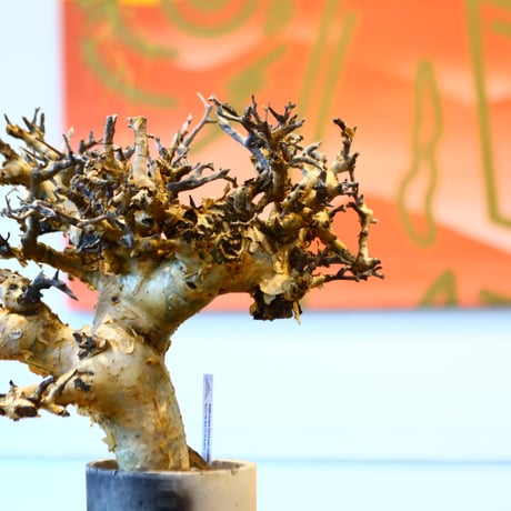 Commiphora stocksiana × Masafumi Shigeta　no.11445