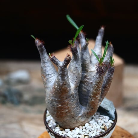 パキポディウム  グラキリス 多頭／Pachypodium  gracilius       no.91938