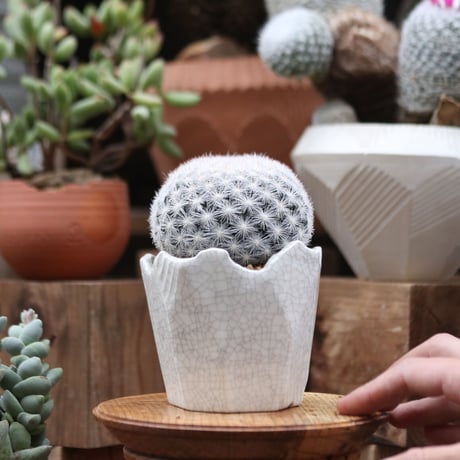 マミラリア 満月／Mammillaria candida var estanzuelensis   no.112727