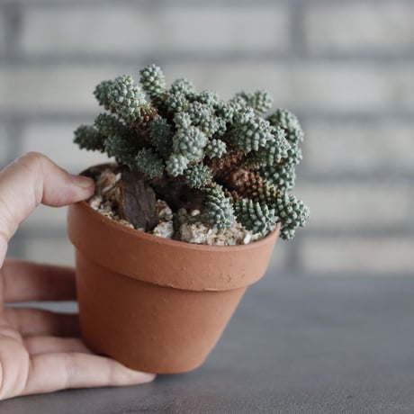 Euphorbia clavarioides × YAMABACHI (3号) no.607/19