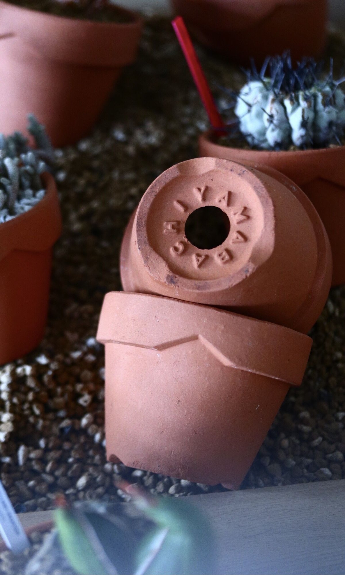 YAMABACHI / 3pieces | 芽の巣山