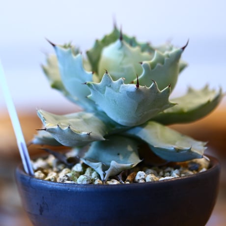 Agave Isthmensis × HUM   no.31037