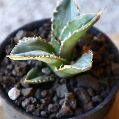 アガベ   シエラ   Agave titanota Sierra    no.40711