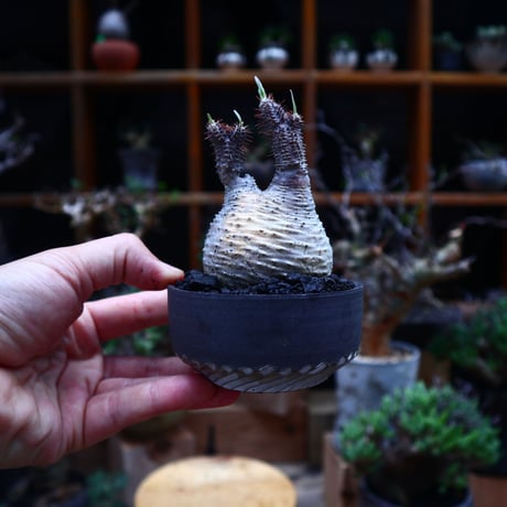 パキポディウム  グラキリス／Pachypodium  gracilius       no.53004