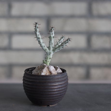 Euphorbia horwoodii × takero pot (3号)  no.524/40