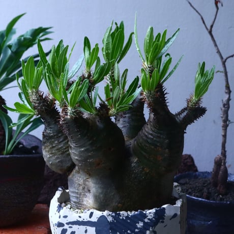 パキポディウム グラキリス   Pachypodium rosulatum var. gracilius no.61437