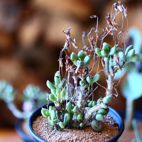 チレコドン  ステノカウリス    Tylecodon stenocaulis    no.111512