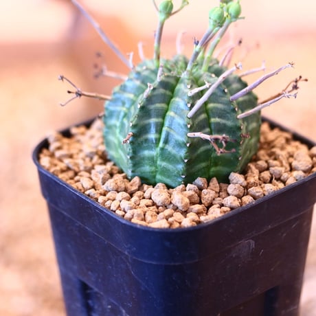 ユーフォルビア  バリダ / Euphorbia valida    no.62528