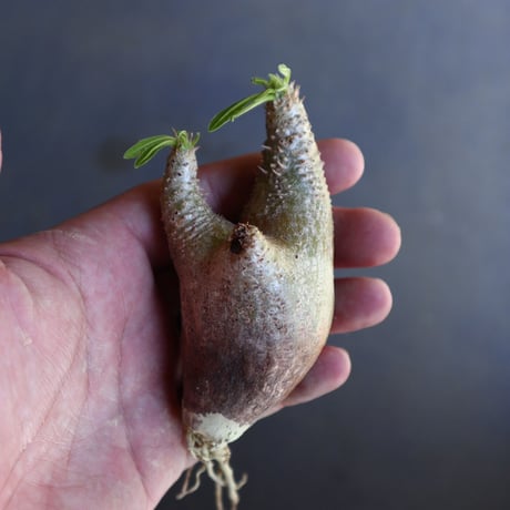 パキポディウム グラキリス 抜苗  Pachypodium rosulatum var. gracilius no.100619