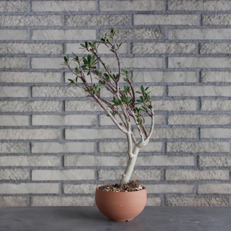Euphorbia tardieuana / T.W. × N/OH (5号)  no.510/6