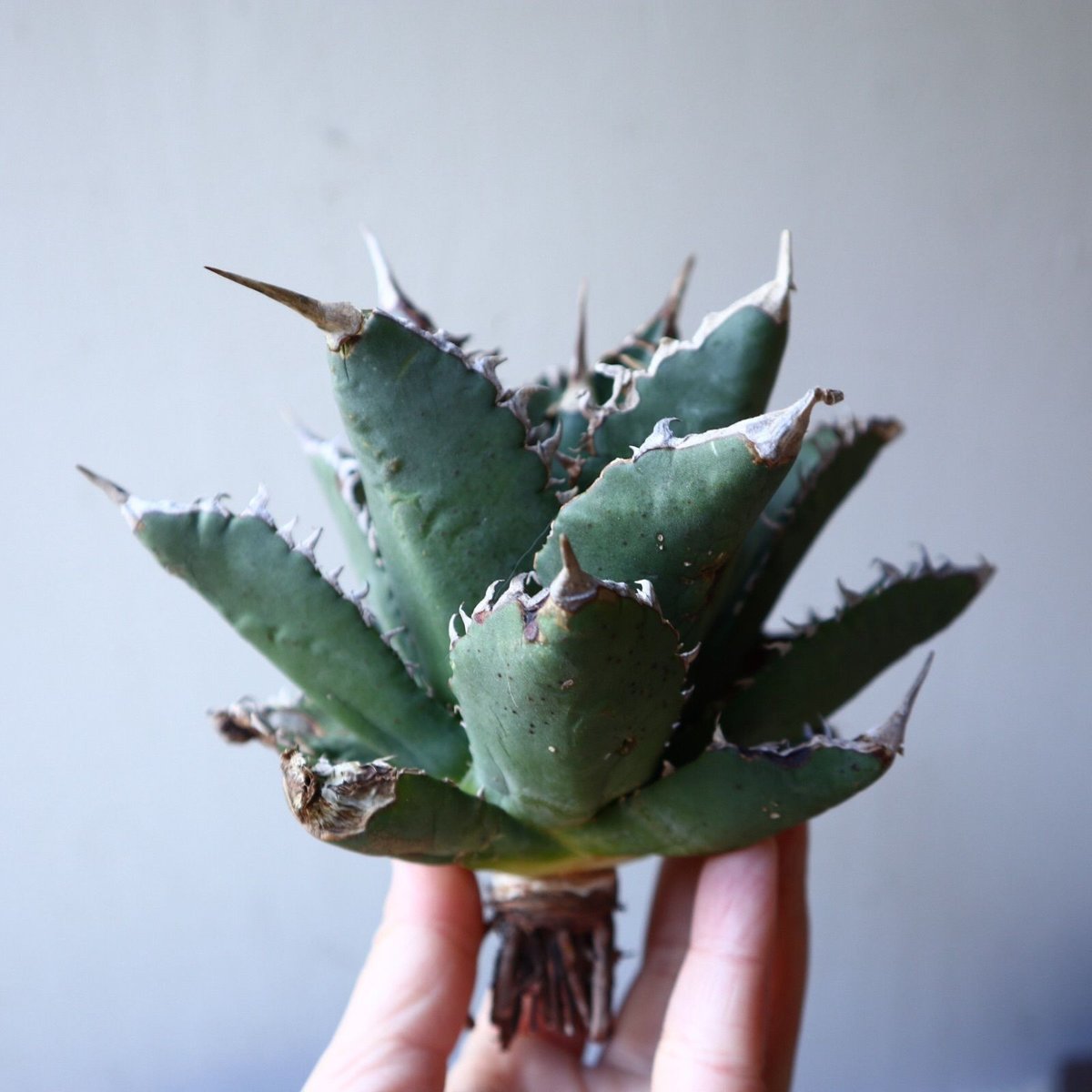 アガベ チタノタ Agave titanota no.111019 | 芽の巣山
