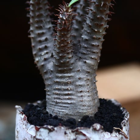 パキポディウム  マカイエンセ／Pachypodium Makayense       no.91955