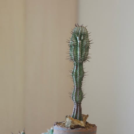 Euphorbia  horrida × N/OH    no.90144