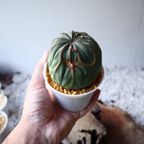 ユーフォルビア  オベサ  Euphorbia obesa  no.102808