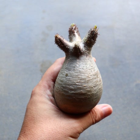 パキポディウム グラキリス 抜苗  Pachypodium rosulatum var. gracilius no.92932