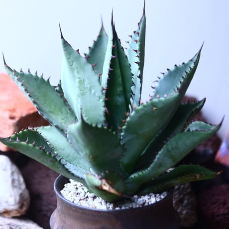 アガベ  ブルーグロー  ×  コロラータ　 Agave  blue glow  ×  colorata    no.42675