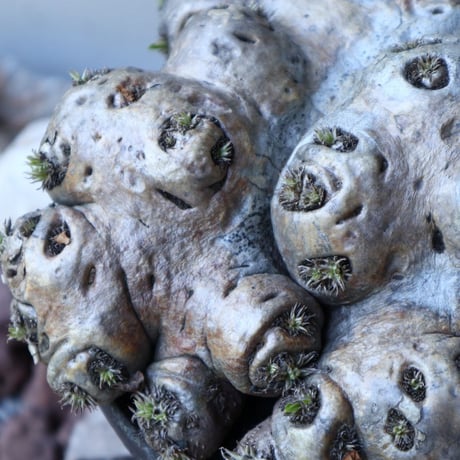 パキポディウム  ブレビカウレ  恵比寿笑い   Pachypodium brevicle   no.51938