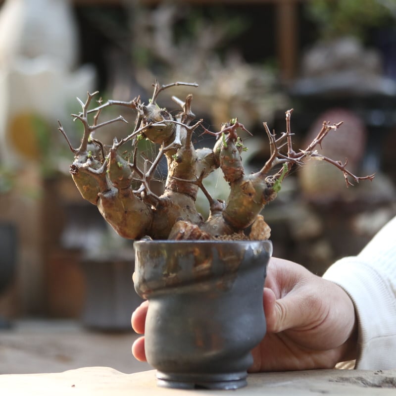 ペラルゴニウム クリズミフォリウム／Pelargonium crithmifolium n