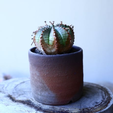 ユーフォルビア  バリダ    Euphorbia valida   no.52622